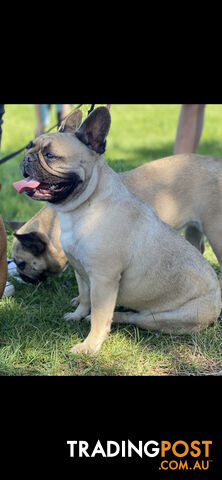 French Bulldog Female 19 months old