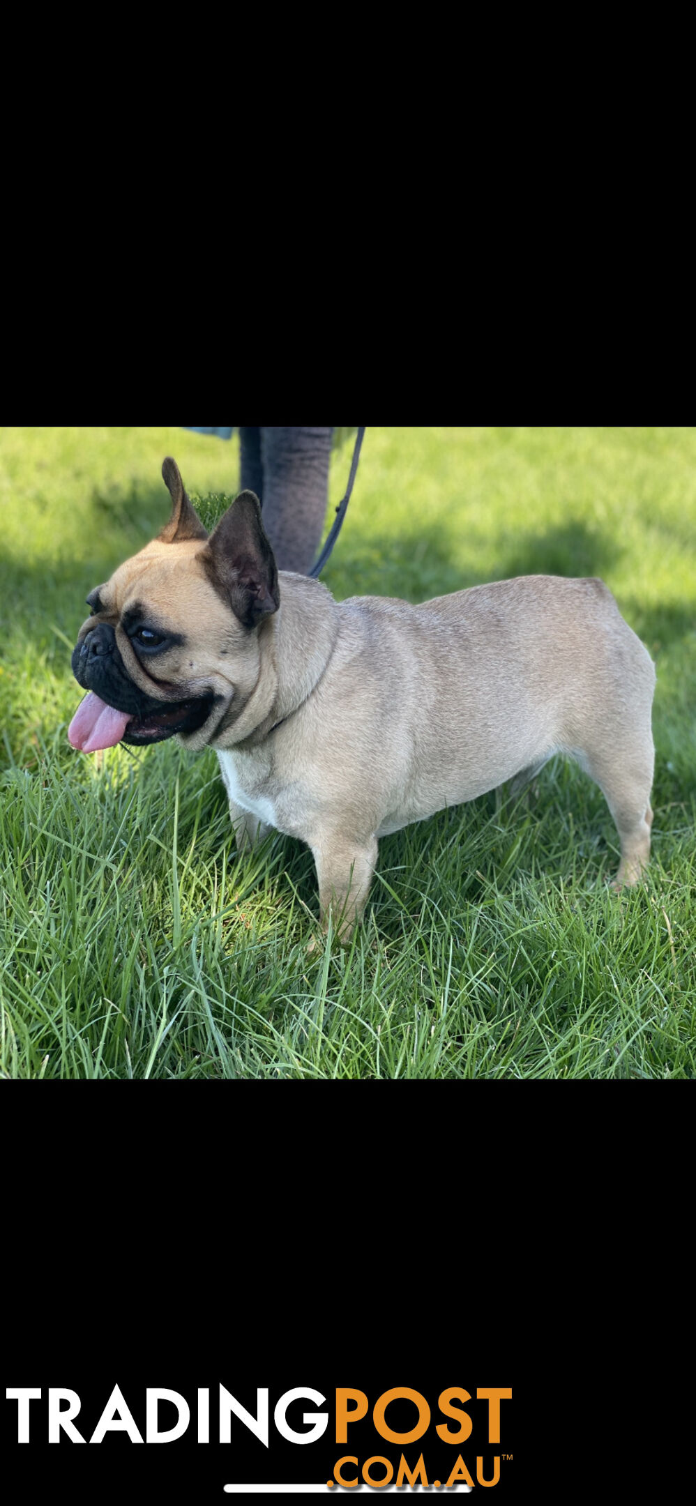 French Bulldog Female 19 months old