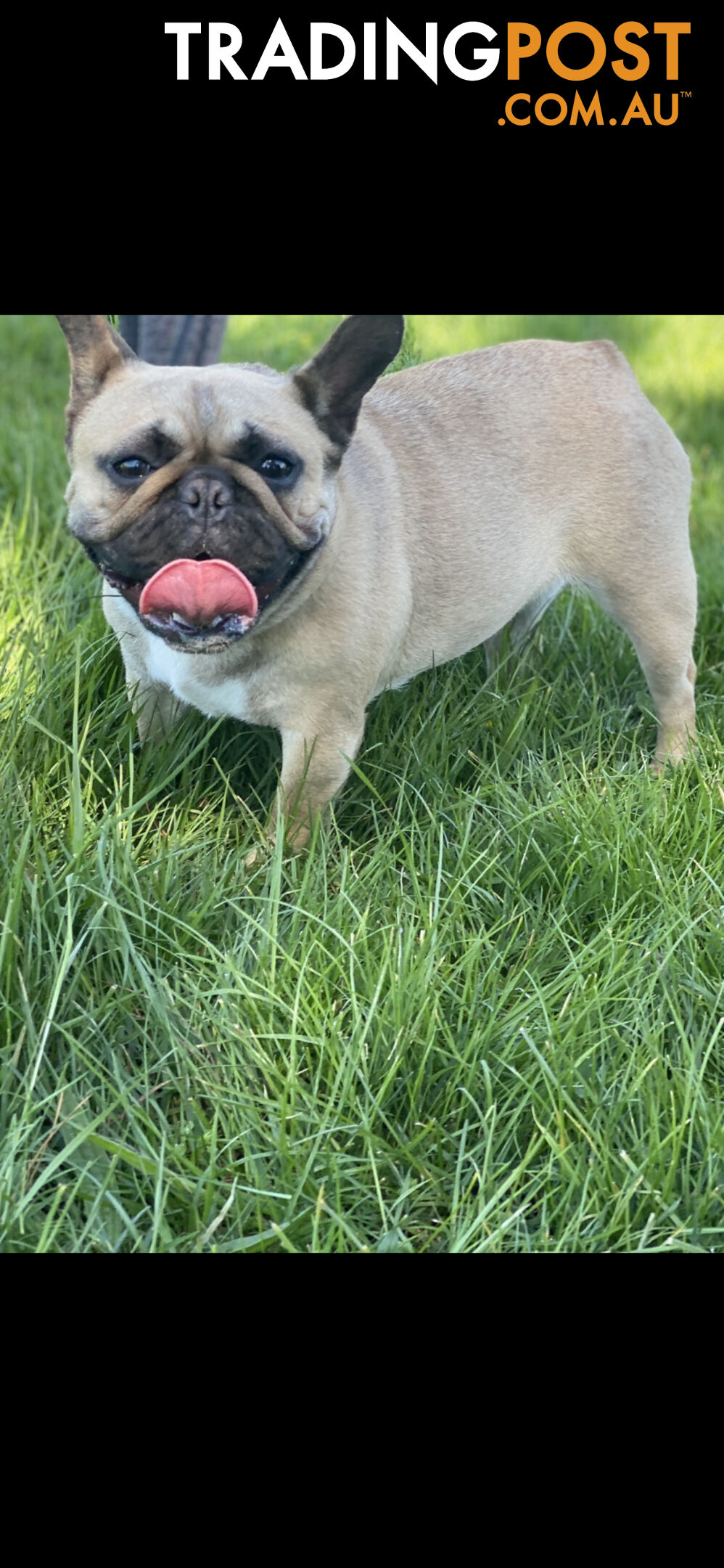 French Bulldog Female 19 months old