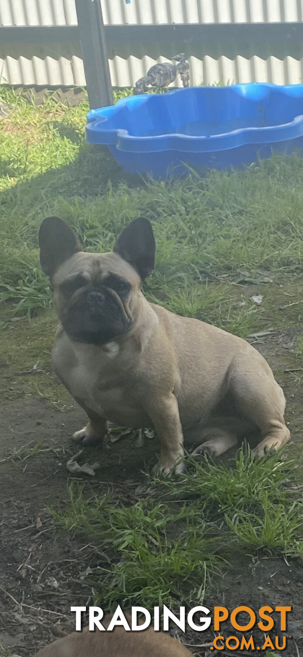 French Bulldog Female 19 months old