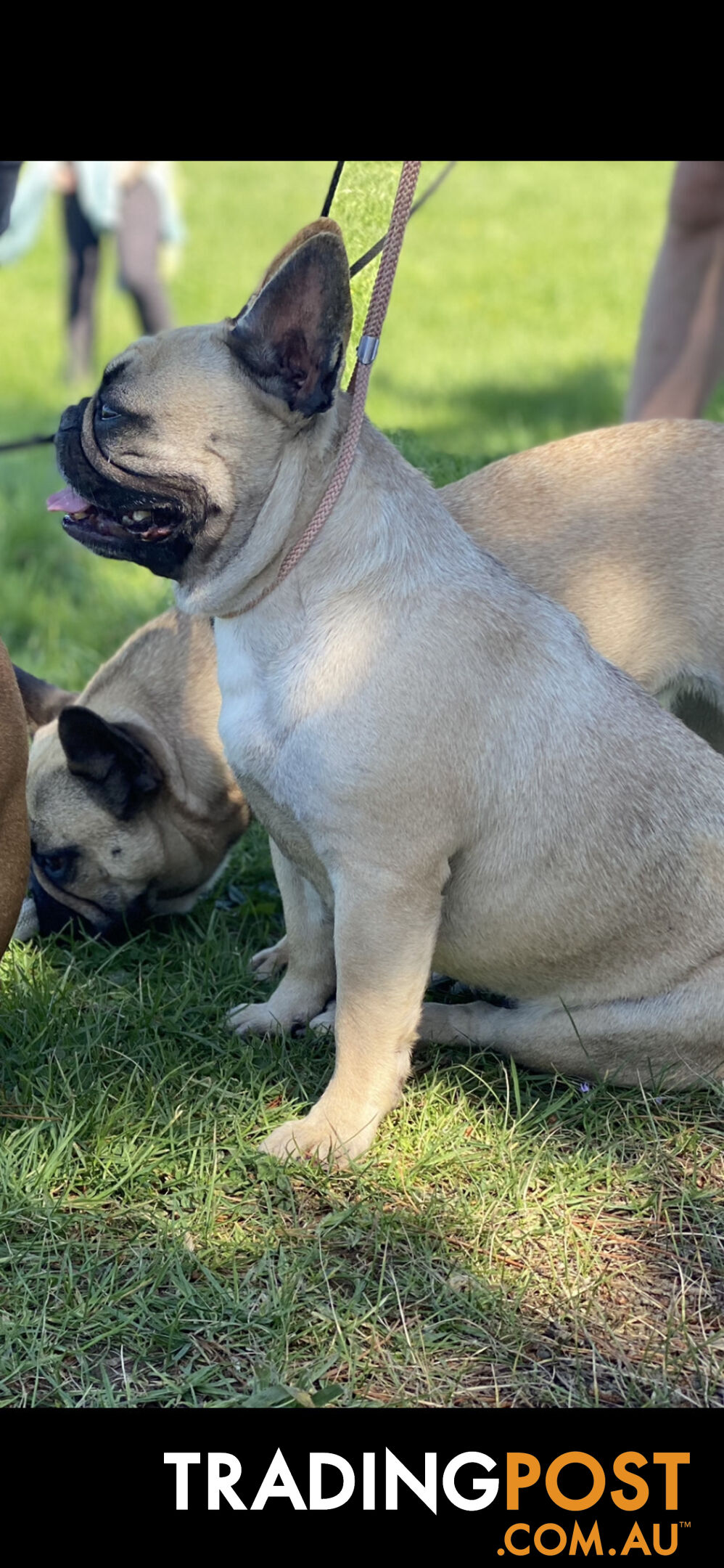 French Bulldog Female 19 months old