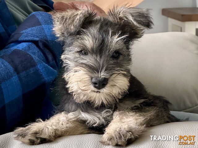 Minature Schnauzer Puppies