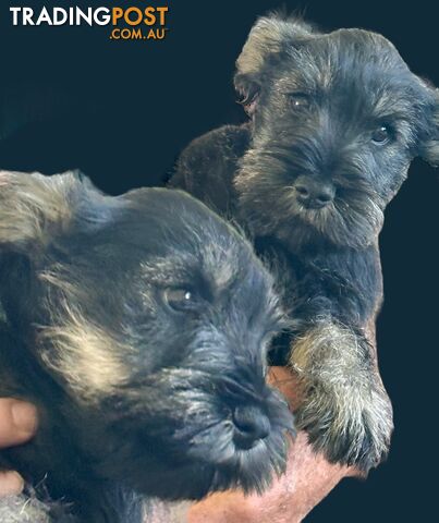 Minature Schnauzer Puppies