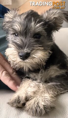 Minature Schnauzer Puppies