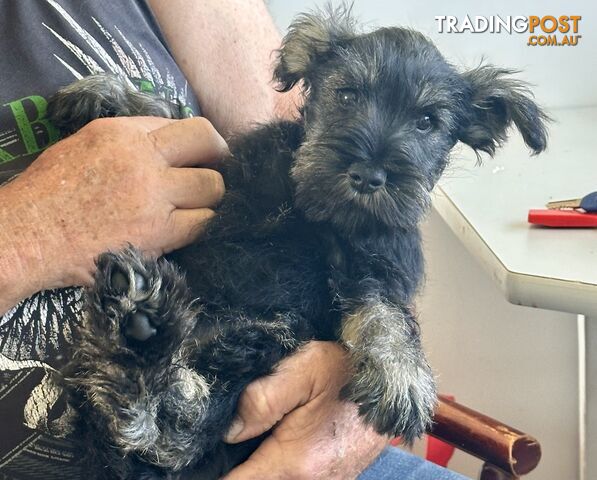 Minature Schnauzer Puppies