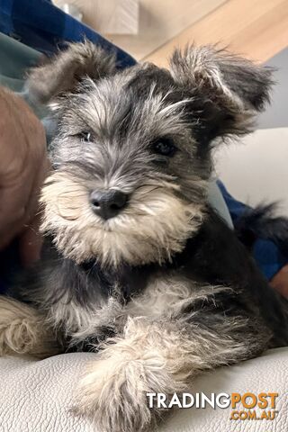 Minature Schnauzer Puppies