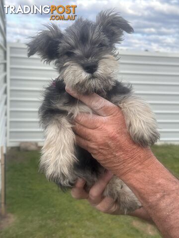 Minature Schnauzer Puppies