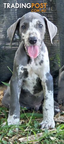 Great dane puppys