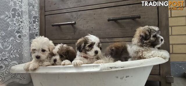 Maltese Shih Tzu puppies