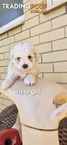 1 Maltese Shih Tzu pup