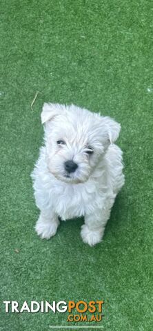 Pure bred west highland terrier pups