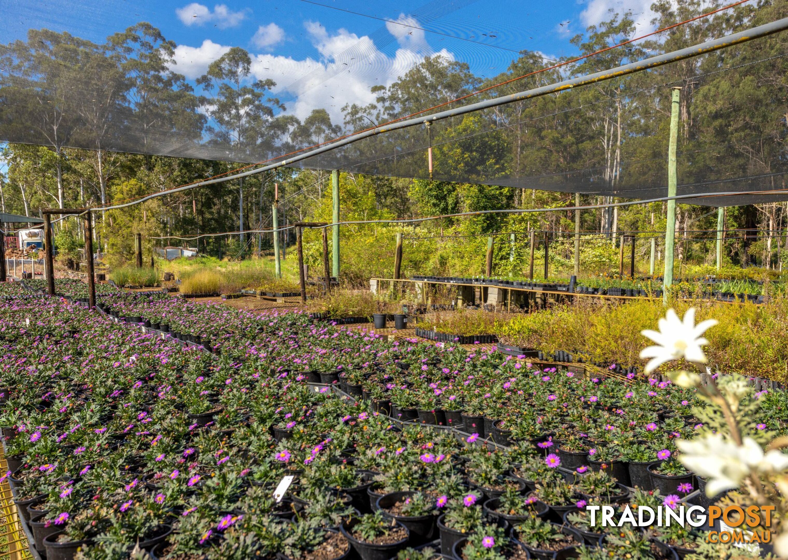 Parkland Wholesale Nursery TINONEE NSW 2430