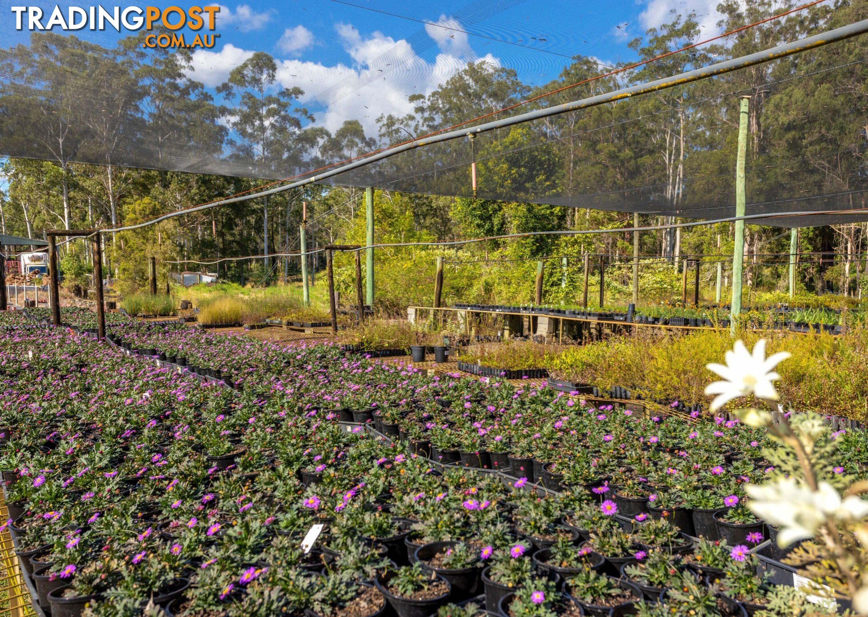 Parkland Wholesale Nursery TINONEE NSW 2430