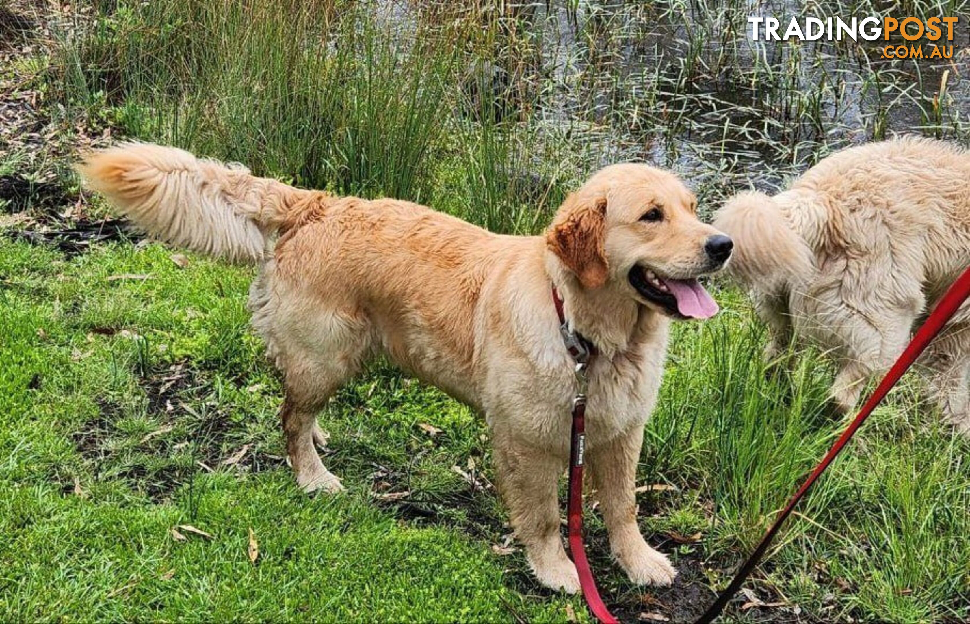 Purebred Golden Retriever Puppy