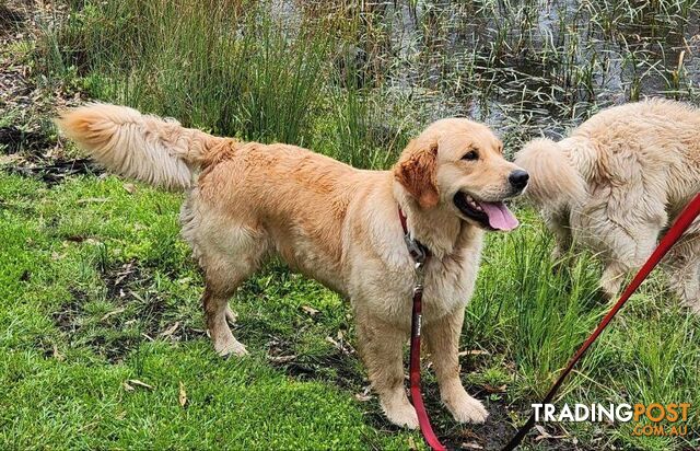 Purebred Golden Retriever Puppy