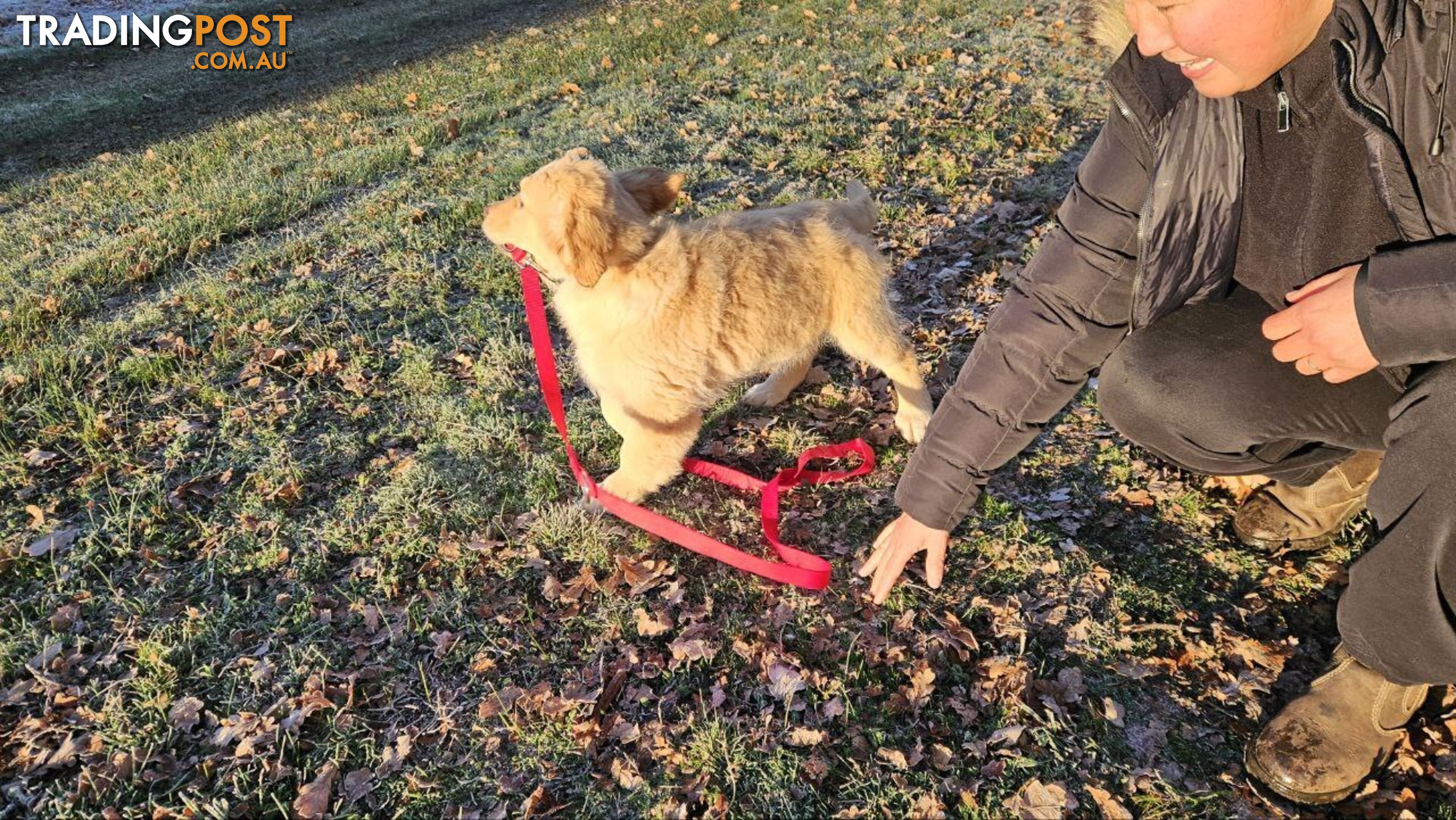 Purebred Golden Retriever Puppy