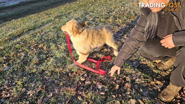 Purebred Golden Retriever Puppy