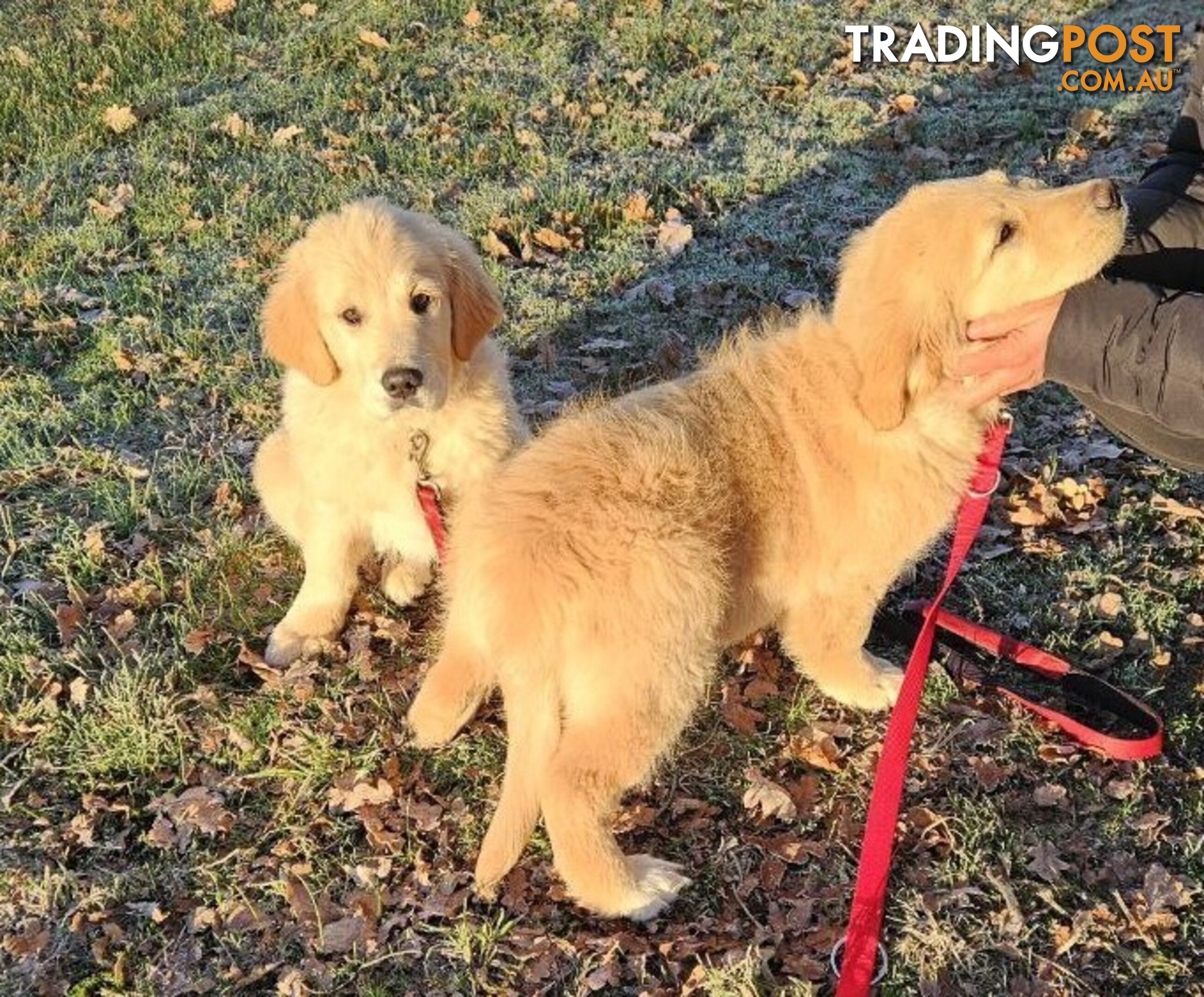 Purebred Golden Retriever Puppy