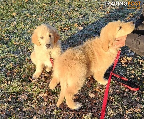 Purebred Golden Retriever Puppy