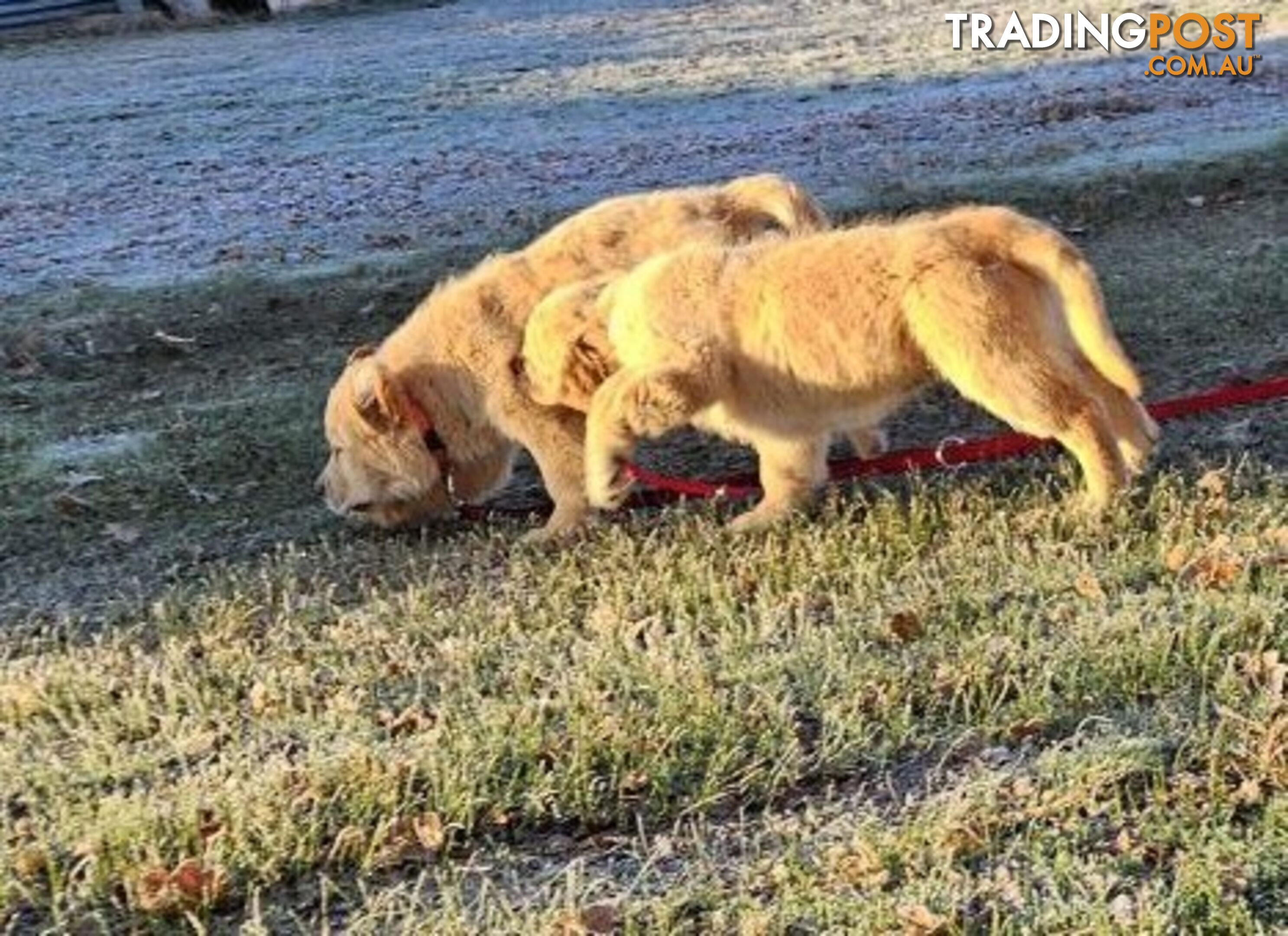 Purebred Golden Retriever Puppy