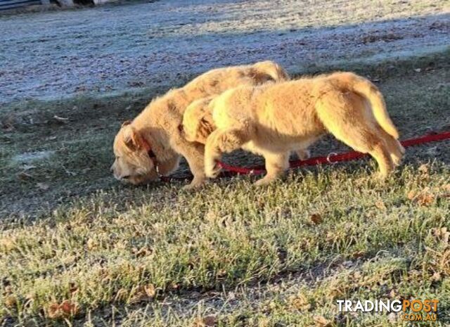 Purebred Golden Retriever Puppy