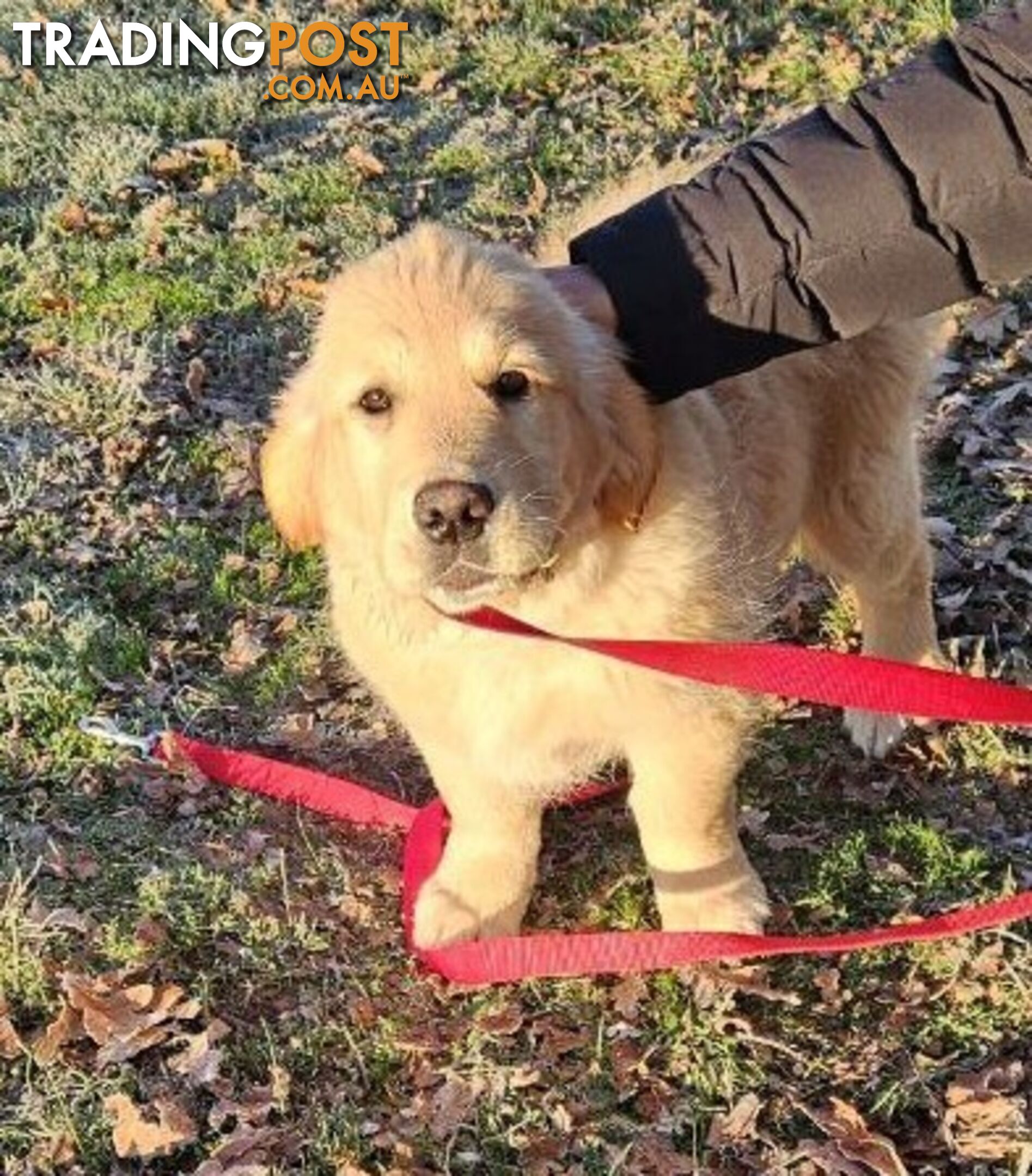 Purebred Golden Retriever Puppy