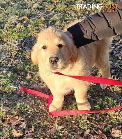 Purebred Golden Retriever Puppy