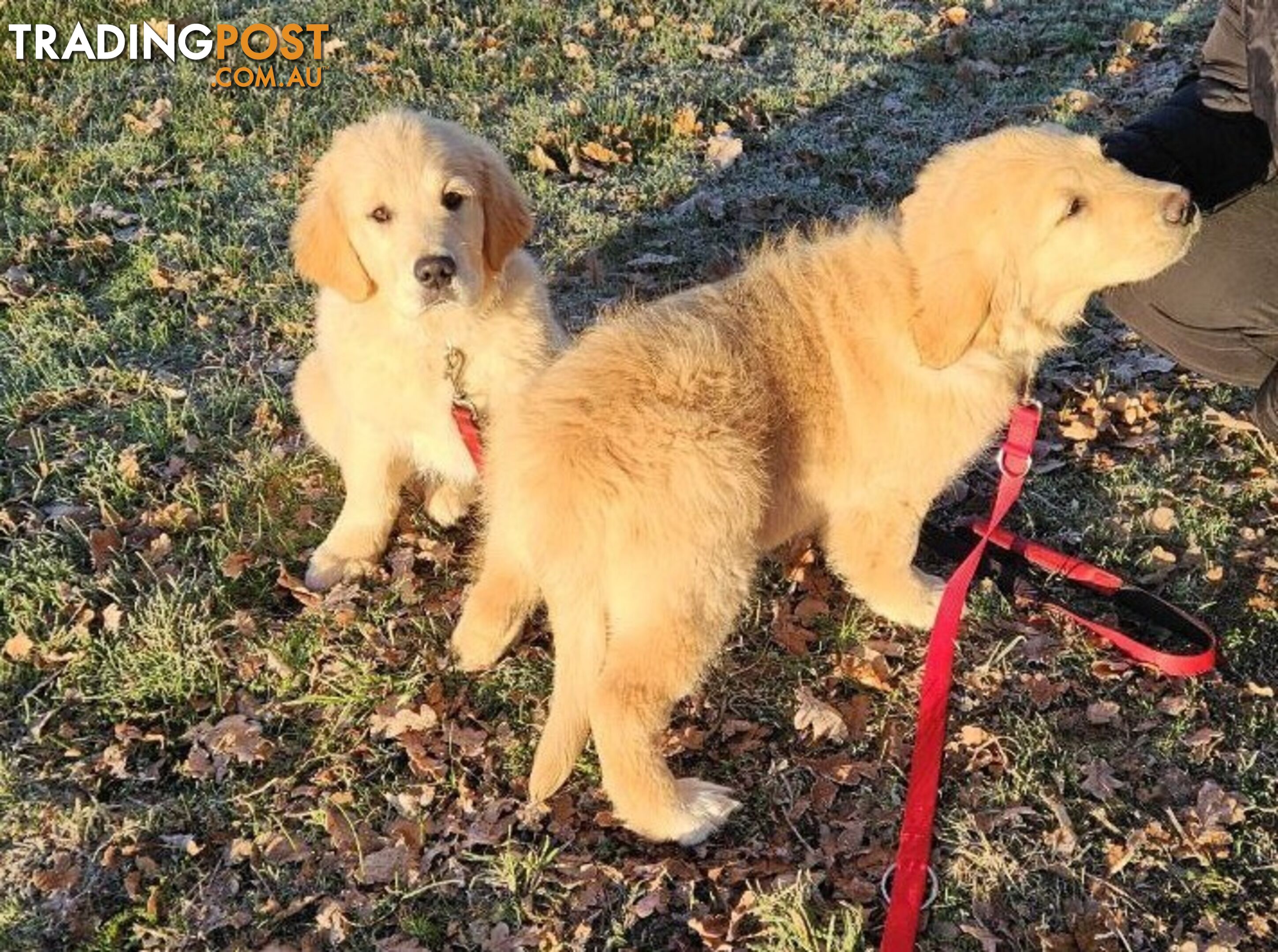 Purebred Golden Retriever Puppy