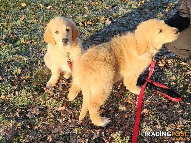 Purebred Golden Retriever Puppy