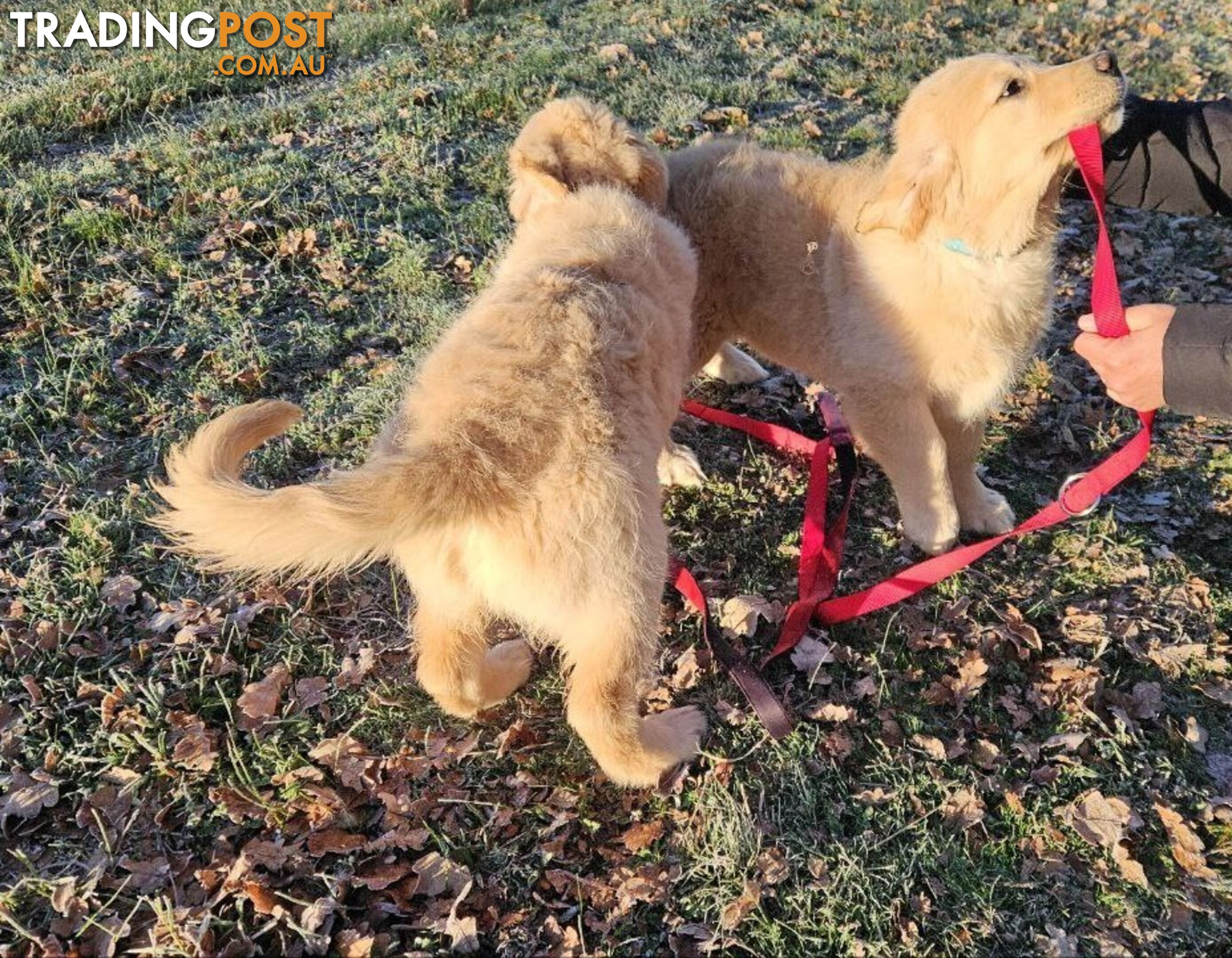 Purebred Golden Retriever Puppy