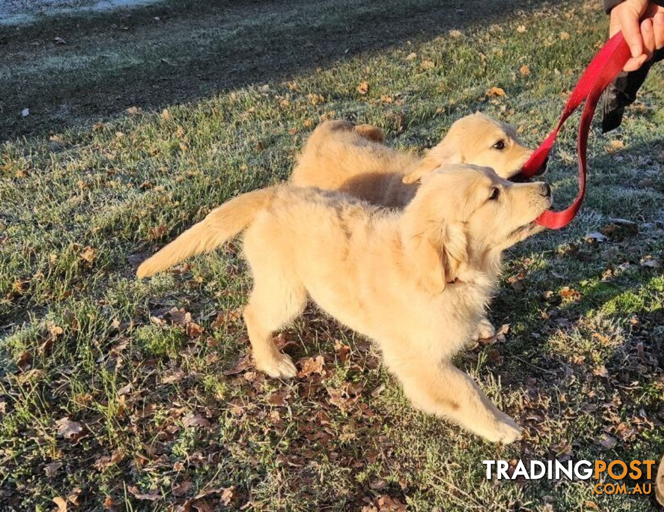 Purebred Golden Retriever Puppy