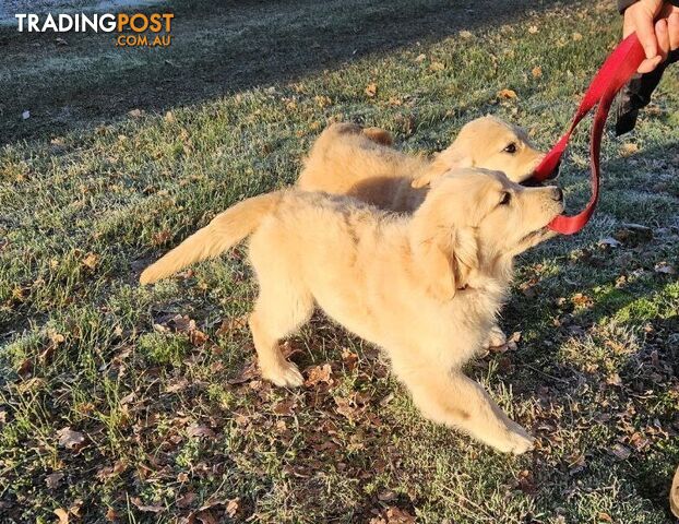 Purebred Golden Retriever Puppy