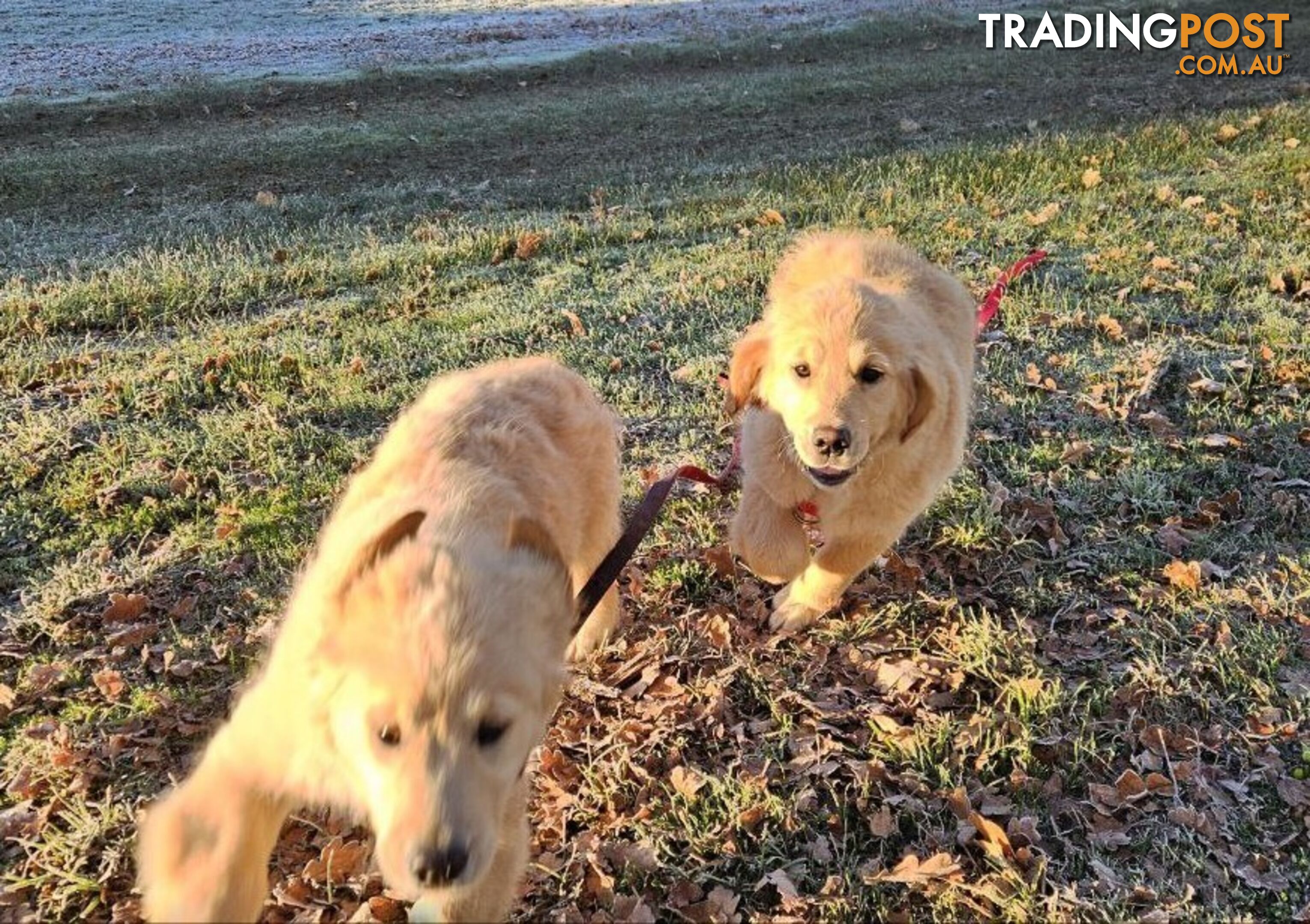 Purebred Golden Retriever Puppy