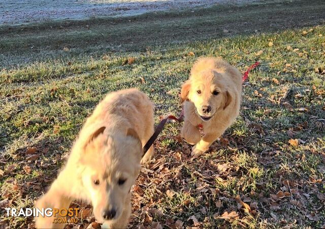 Purebred Golden Retriever Puppy