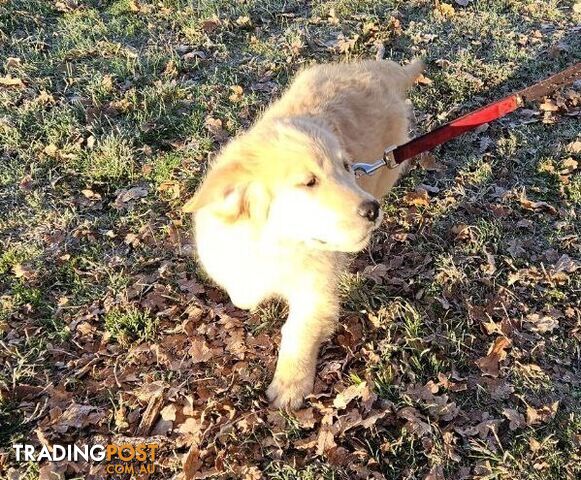 Purebred Golden Retriever Puppy