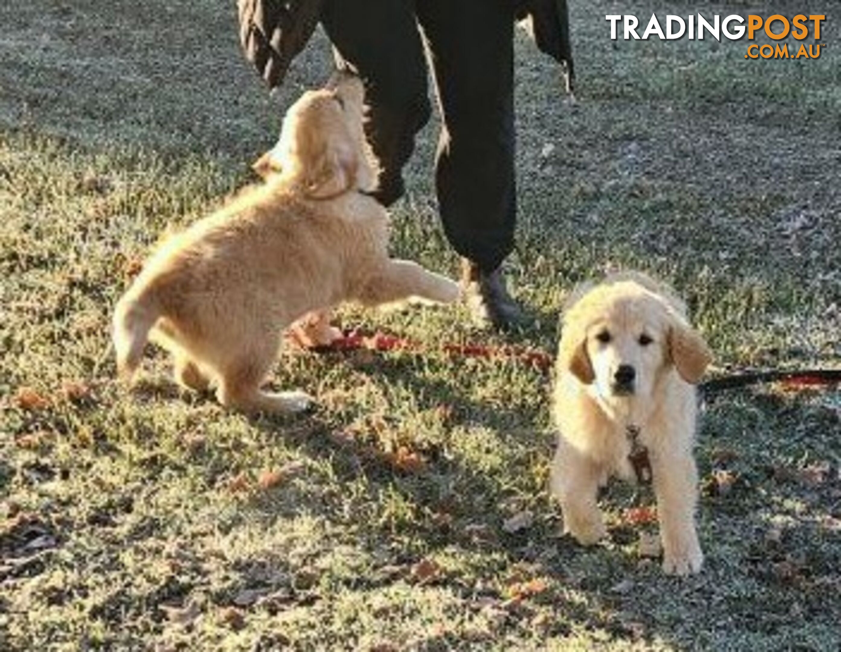 Purebred Golden Retriever Puppy