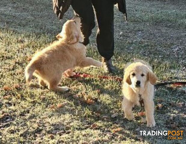 Purebred Golden Retriever Puppies