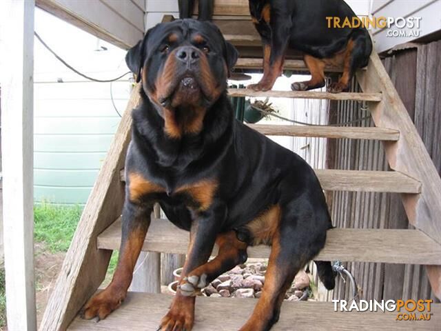 Rottweiler Purebred Bobtail & Tailed Pups for Sale!!