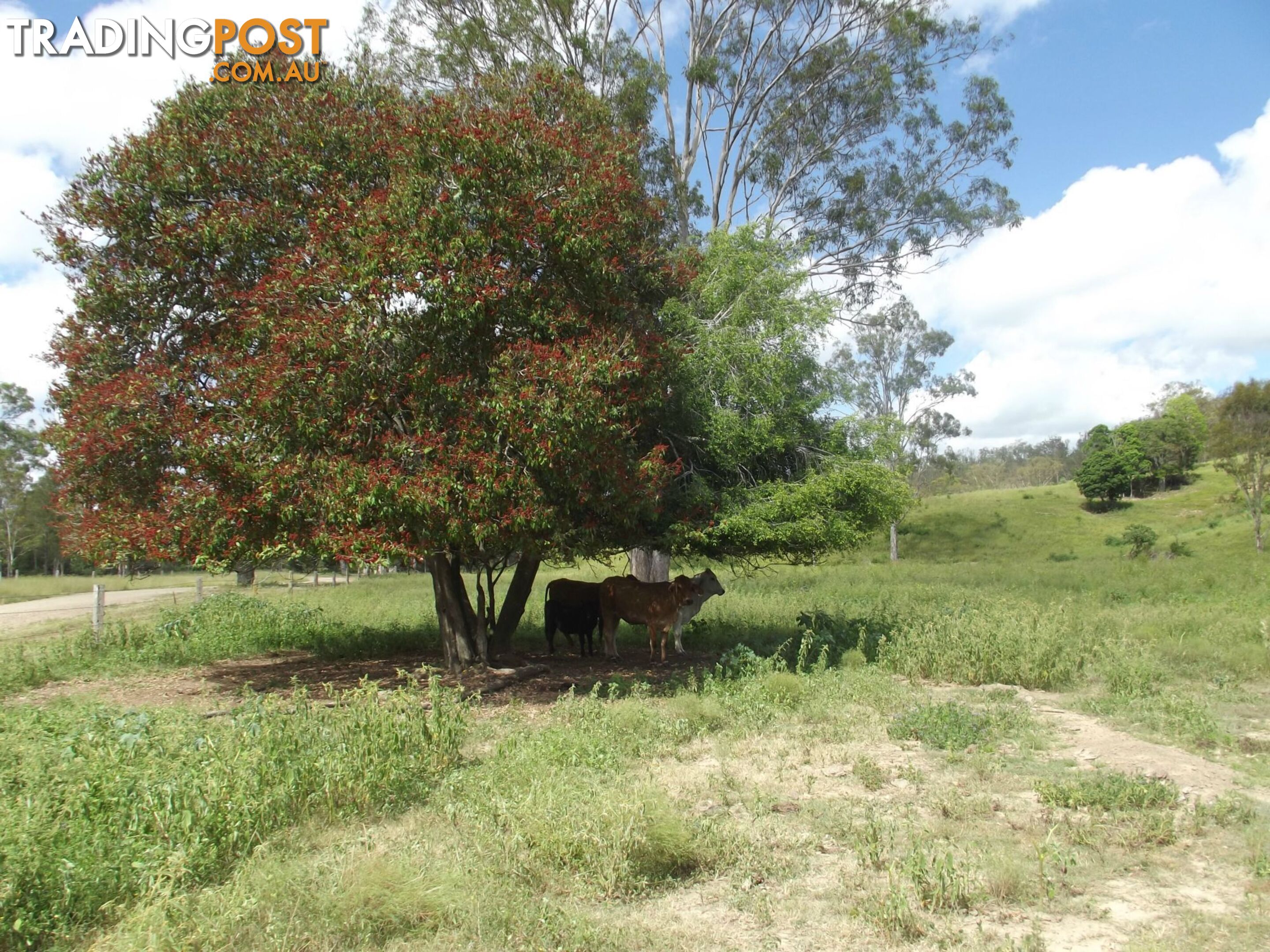 251 Fairview Creek Road Biggenden QLD 4621