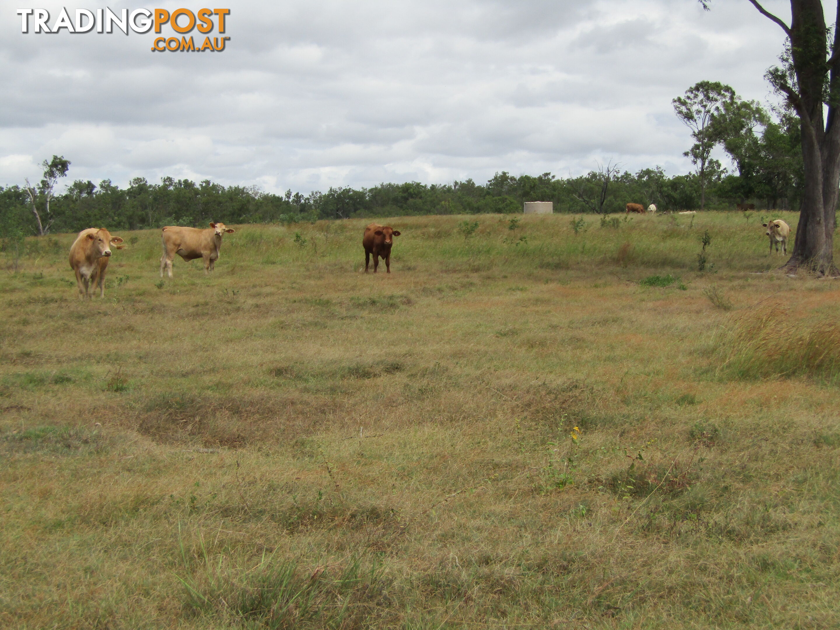 Lot 156 Grills Rd Dallarnil QLD 4621