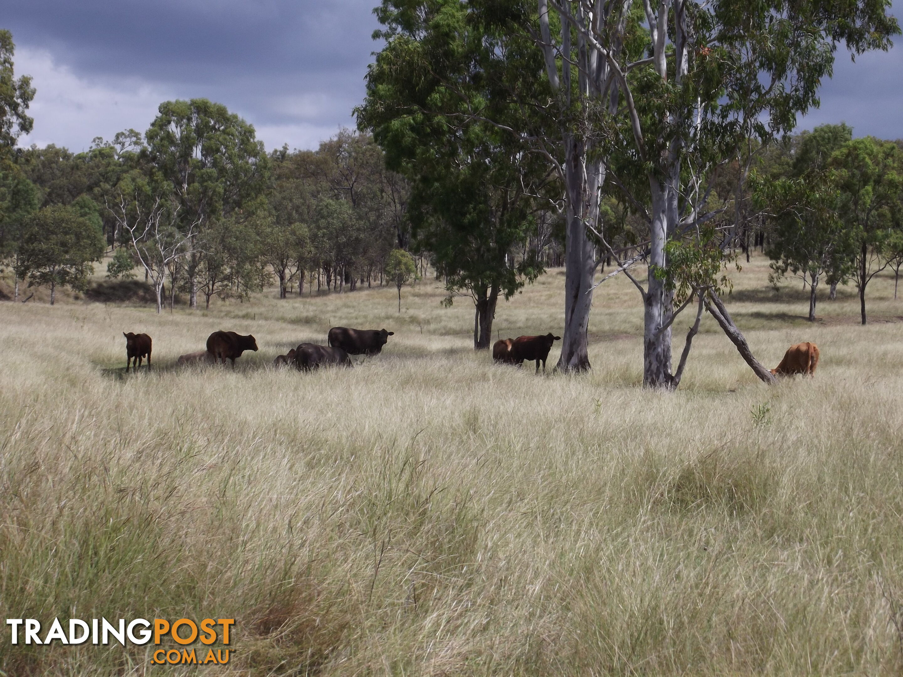 Golden Fleece QLD 4621