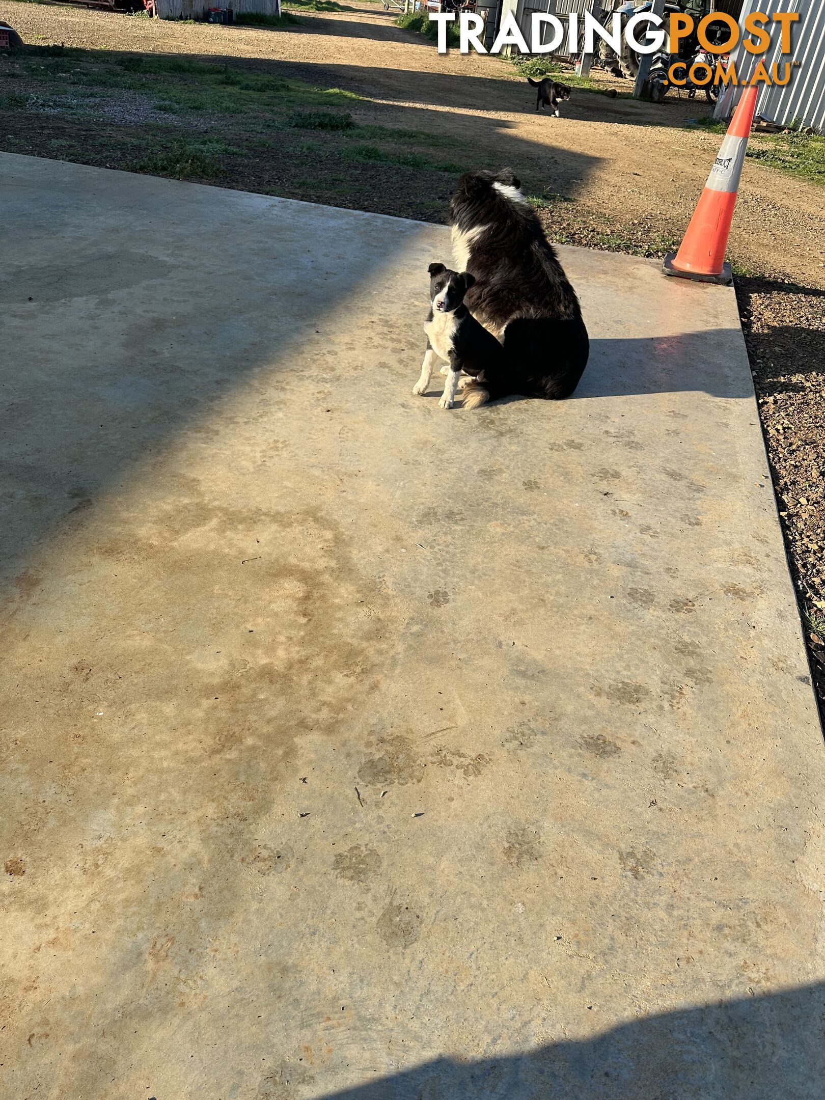 Border Collie Female Puppy