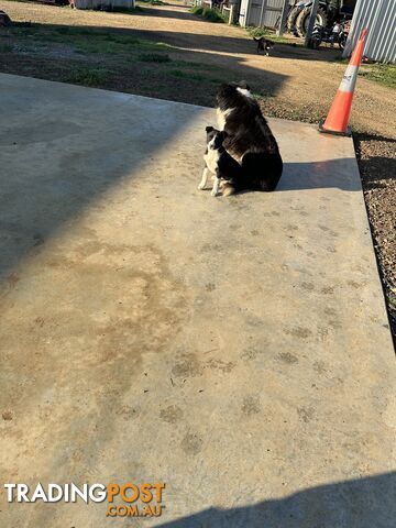 Border Collie Female Puppy