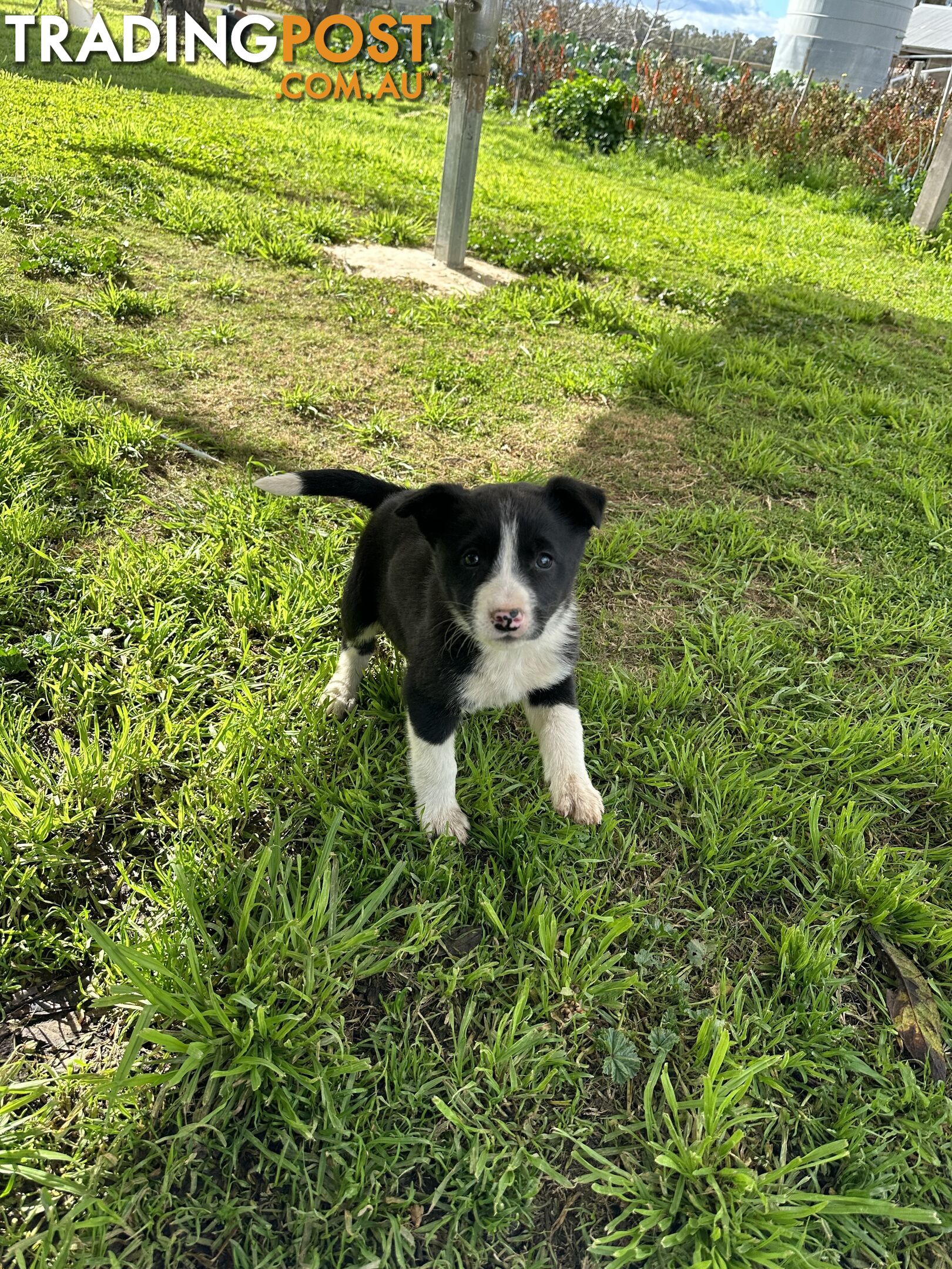 Border Collie Female Puppy