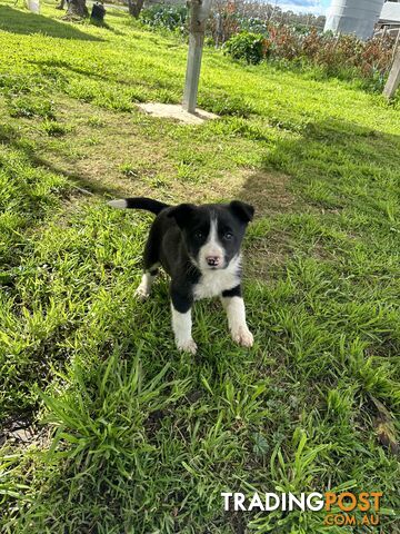 Border Collie Female Puppy