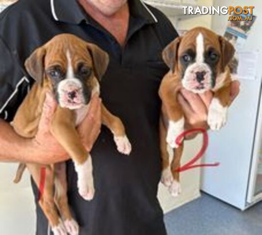 Trading post sales boxer puppies