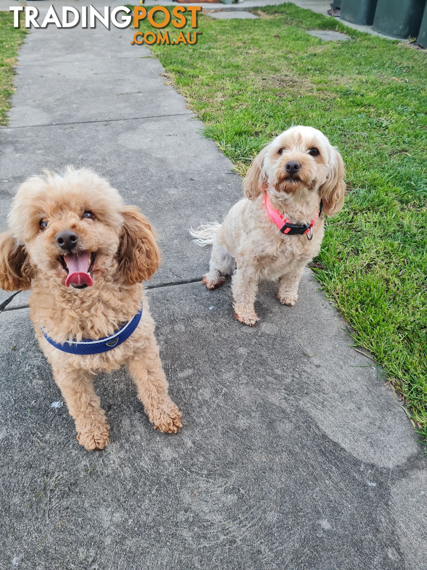 Maltipoo /Maltese x ToyPoodle