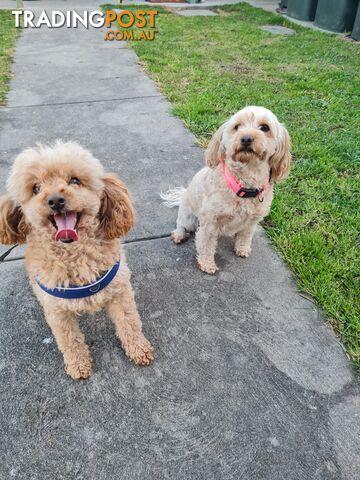 Maltipoo /Maltese x ToyPoodle