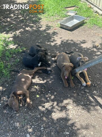 *PUPPIES* Bull Arab x Kelpie