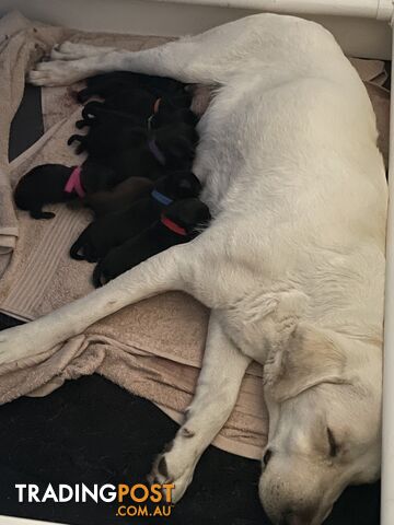 Labrador Puppies